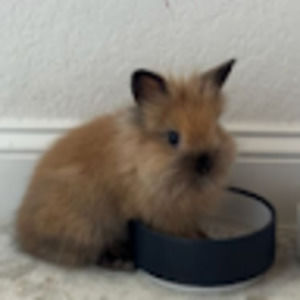 Meet your Posher, Presley